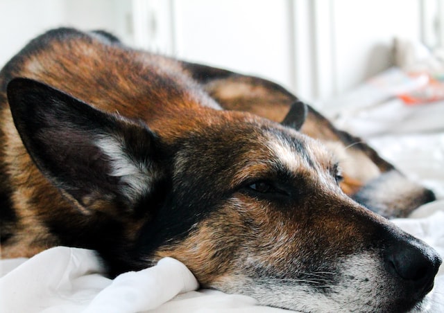 sleepy dog symbolising worries about business affect your sleep